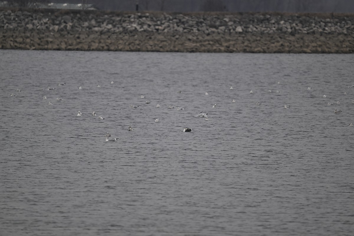 Lesser Black-backed Gull - ML612598350