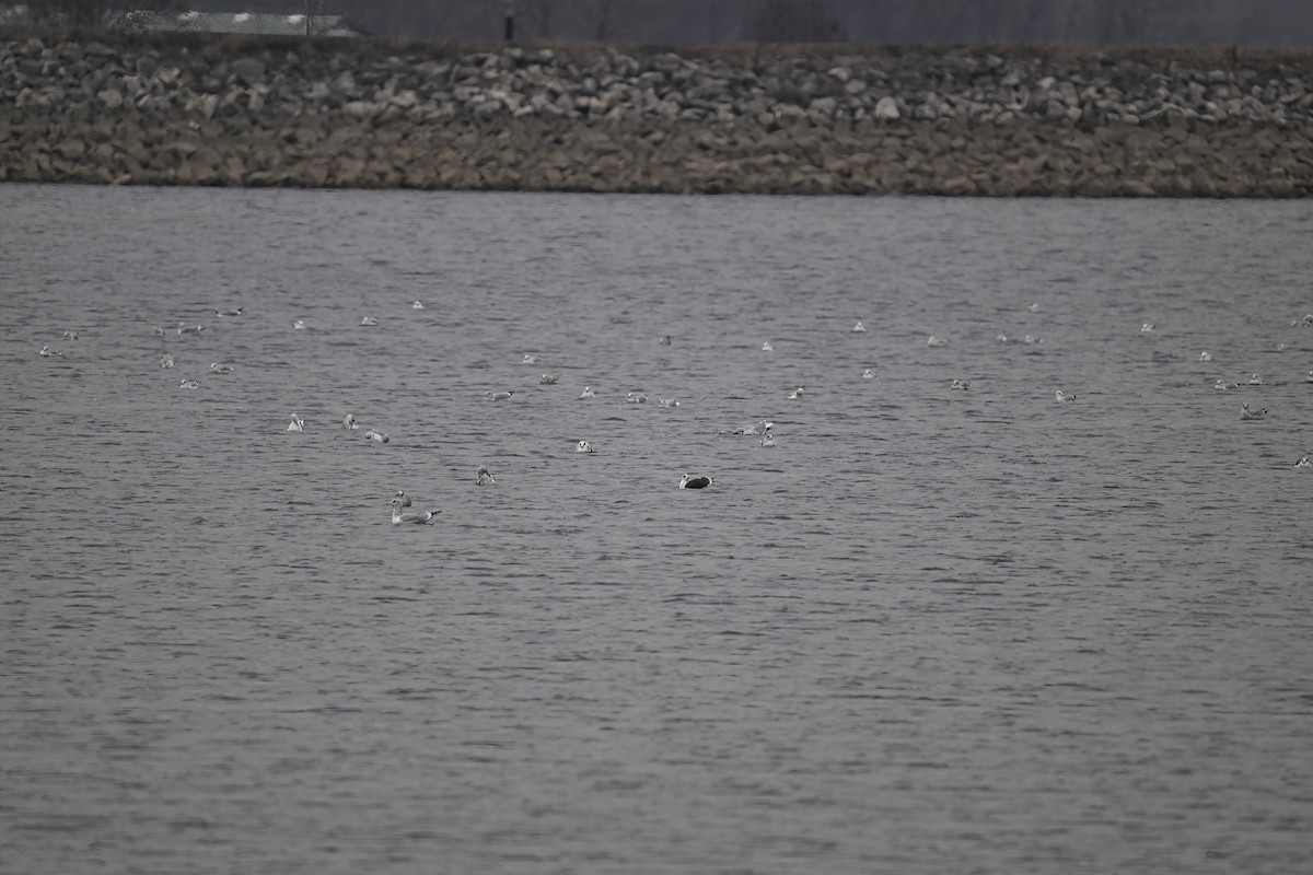 Lesser Black-backed Gull - ML612598351