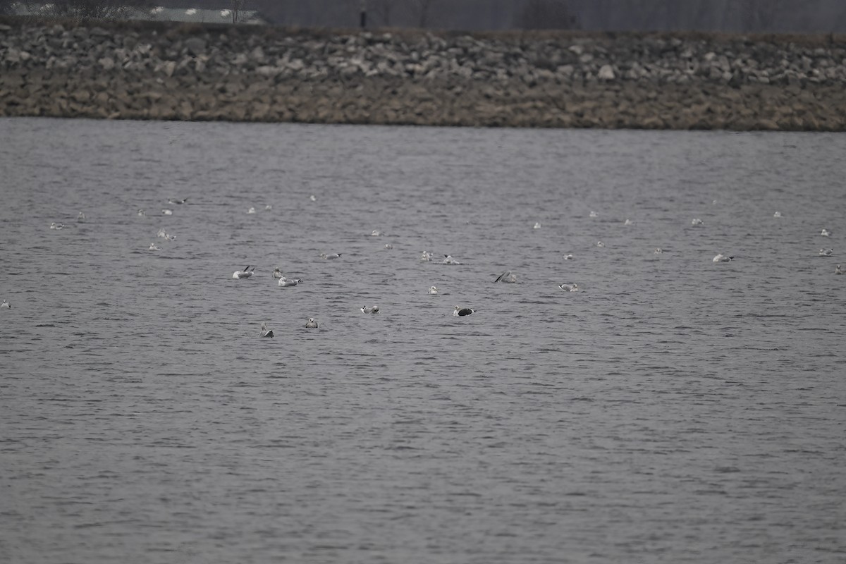 Lesser Black-backed Gull - ML612598352