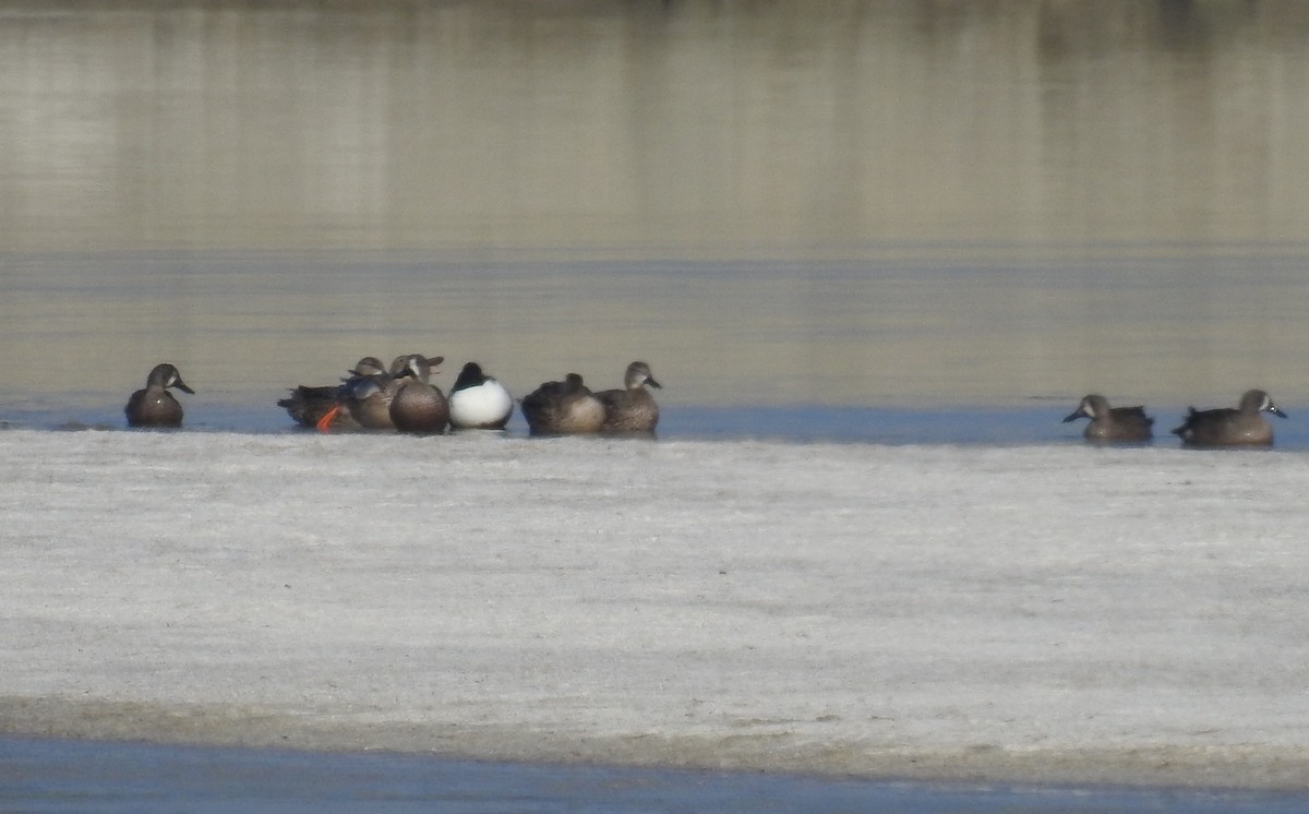 Blue-winged Teal - ML612598355