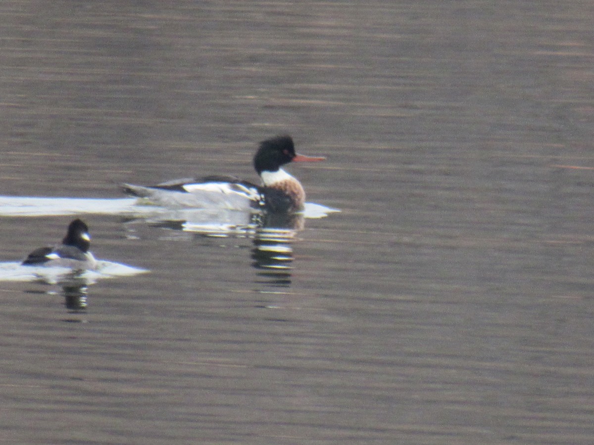 Red-breasted Merganser - ML612598398