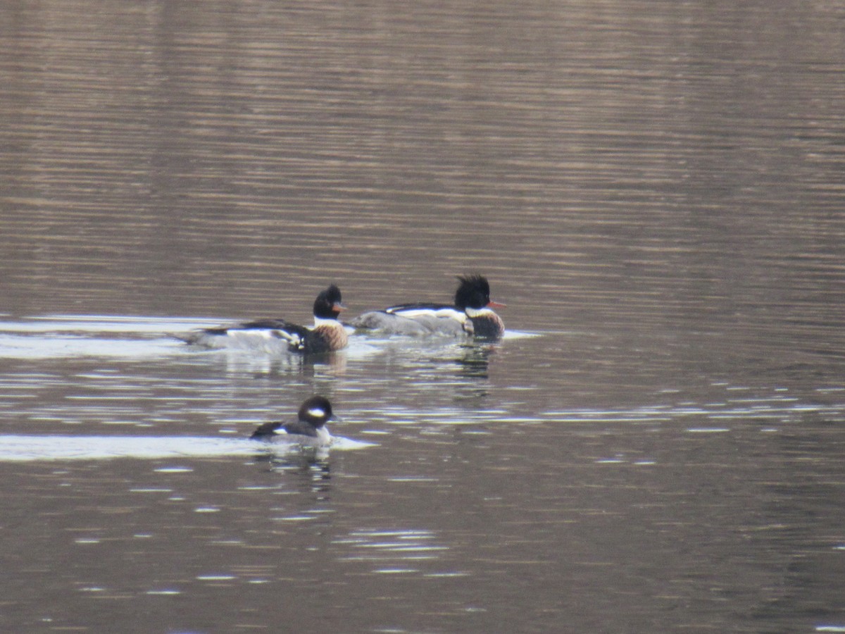 Red-breasted Merganser - ML612598399