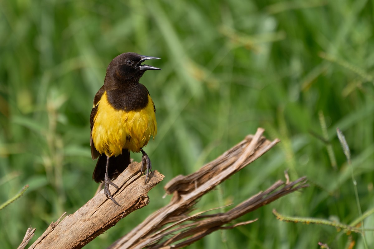 Yellow-rumped Marshbird - ML612598410