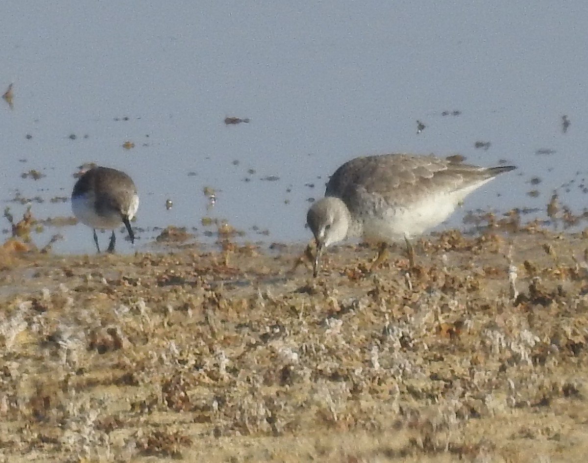 Red Knot - ML612598438