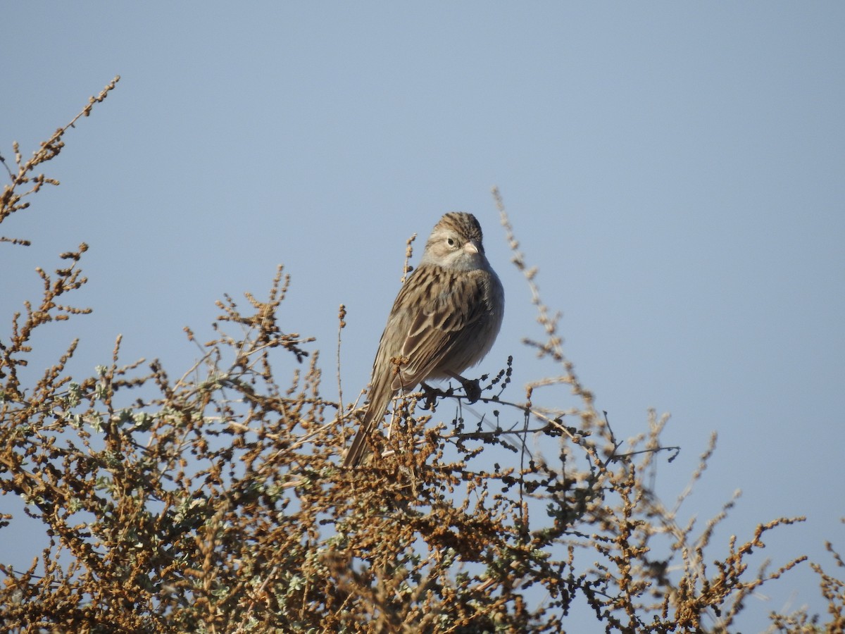 Brewer's Sparrow - ML612598496