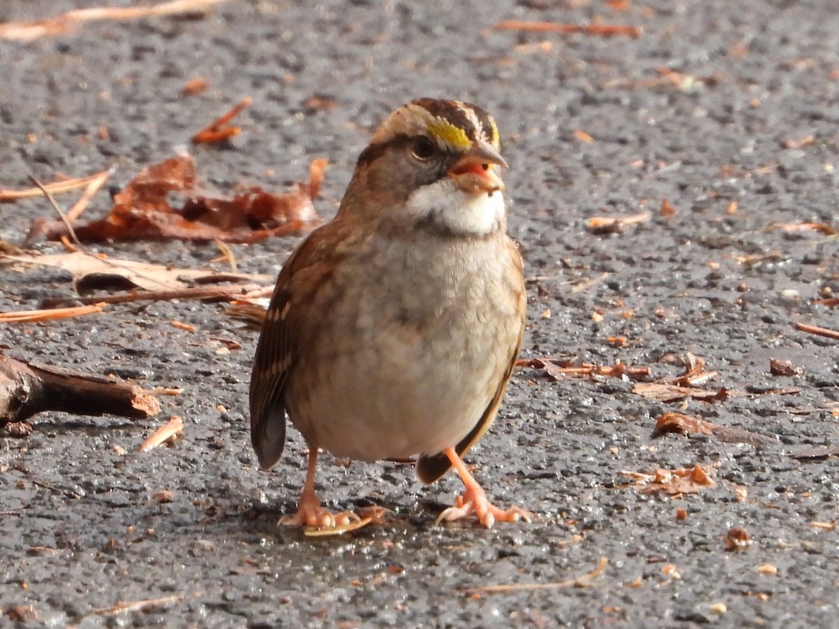 White-throated Sparrow - ML612598523