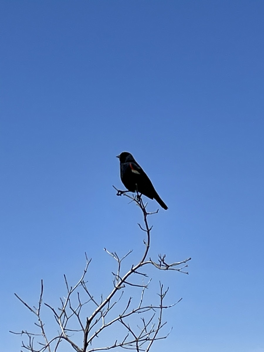 Red-winged Blackbird - ML612598553