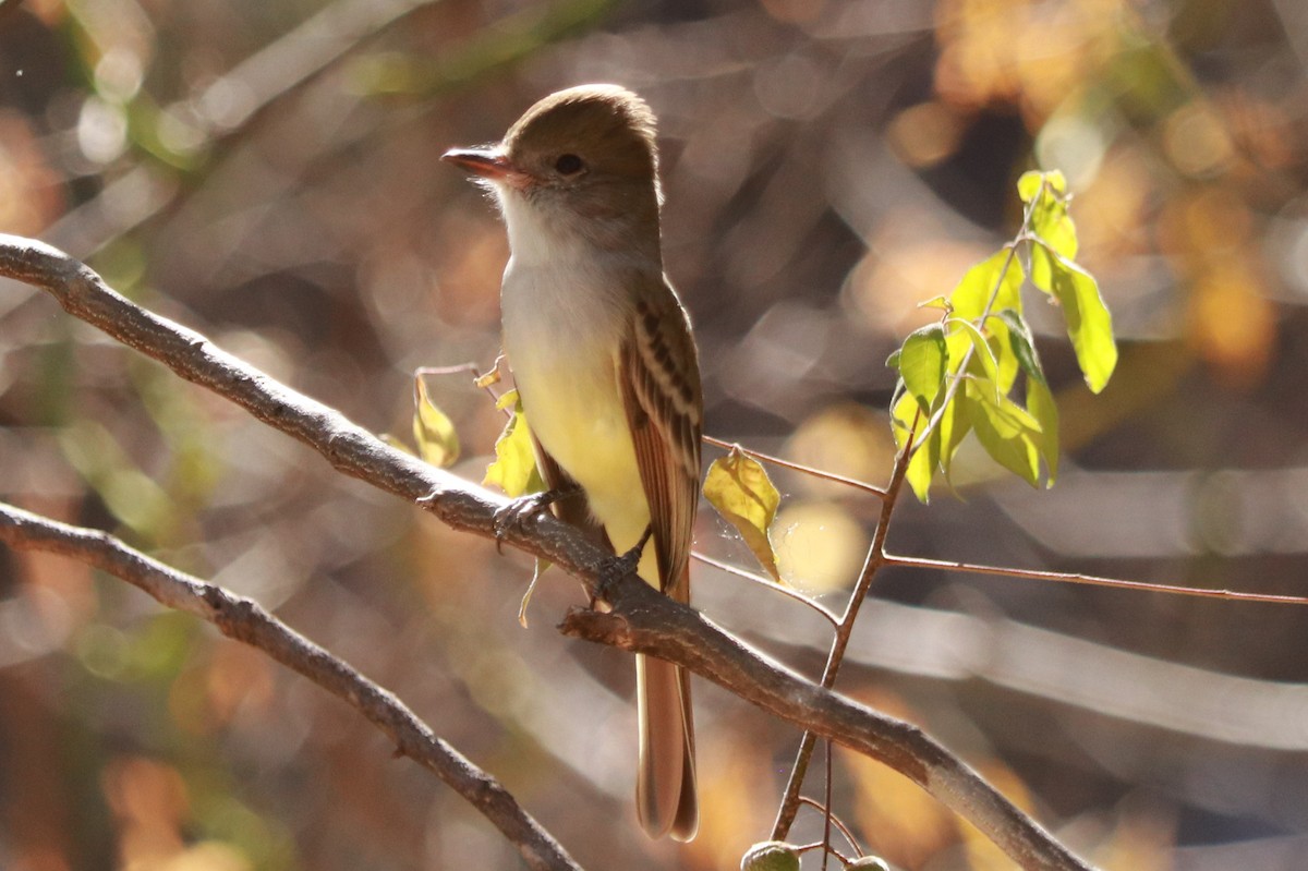 Nutting's Flycatcher - ML612598556