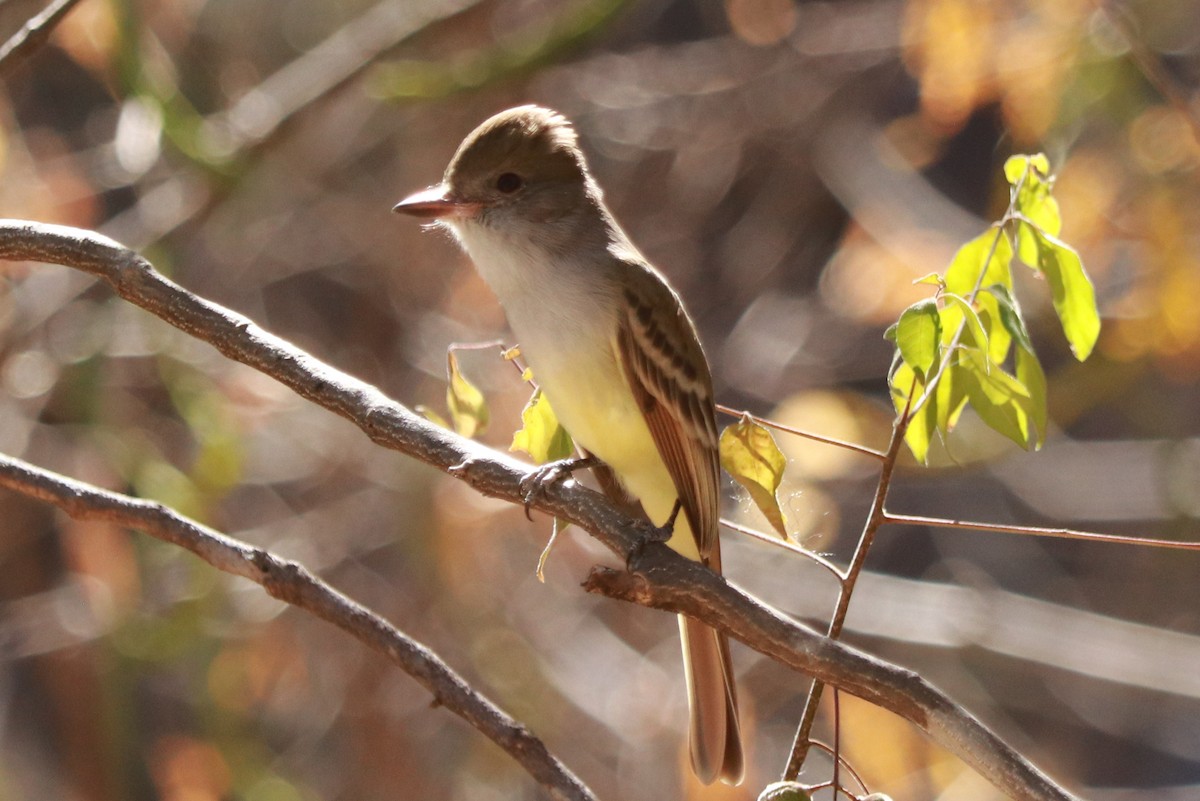 Nutting's Flycatcher - ML612598558