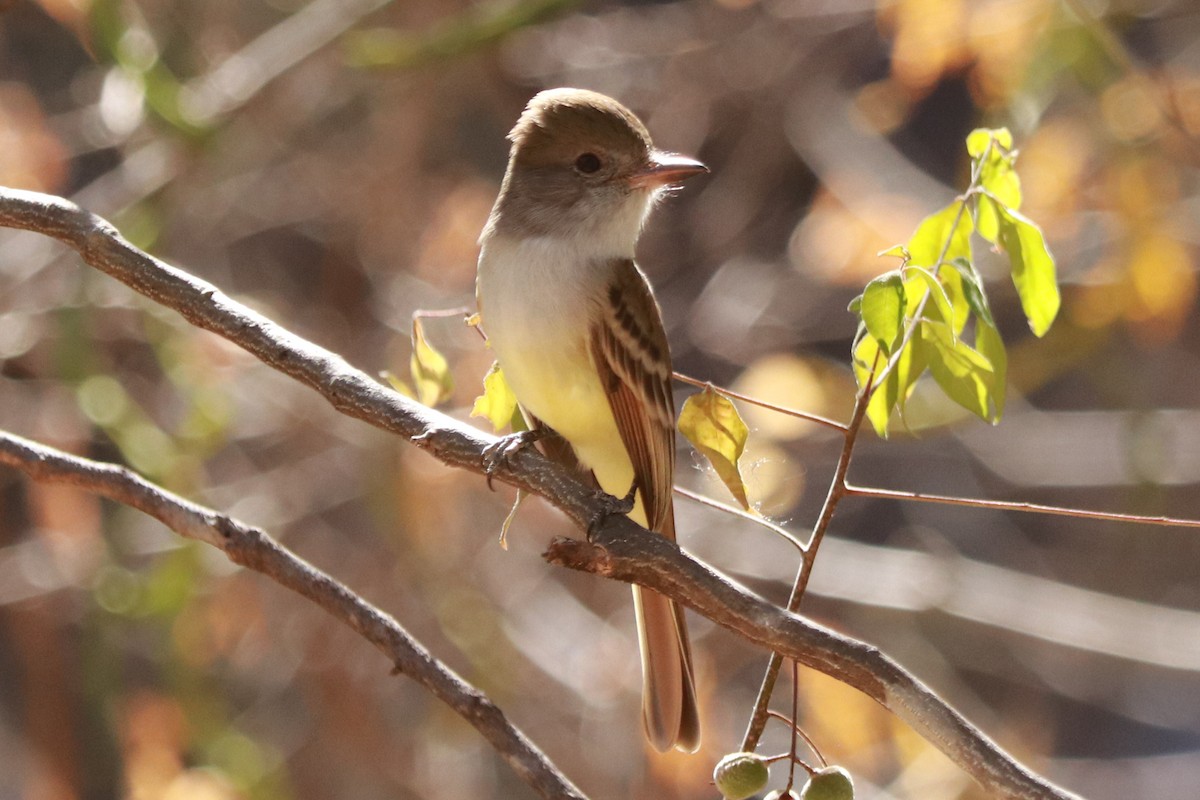 Nutting's Flycatcher - ML612598562