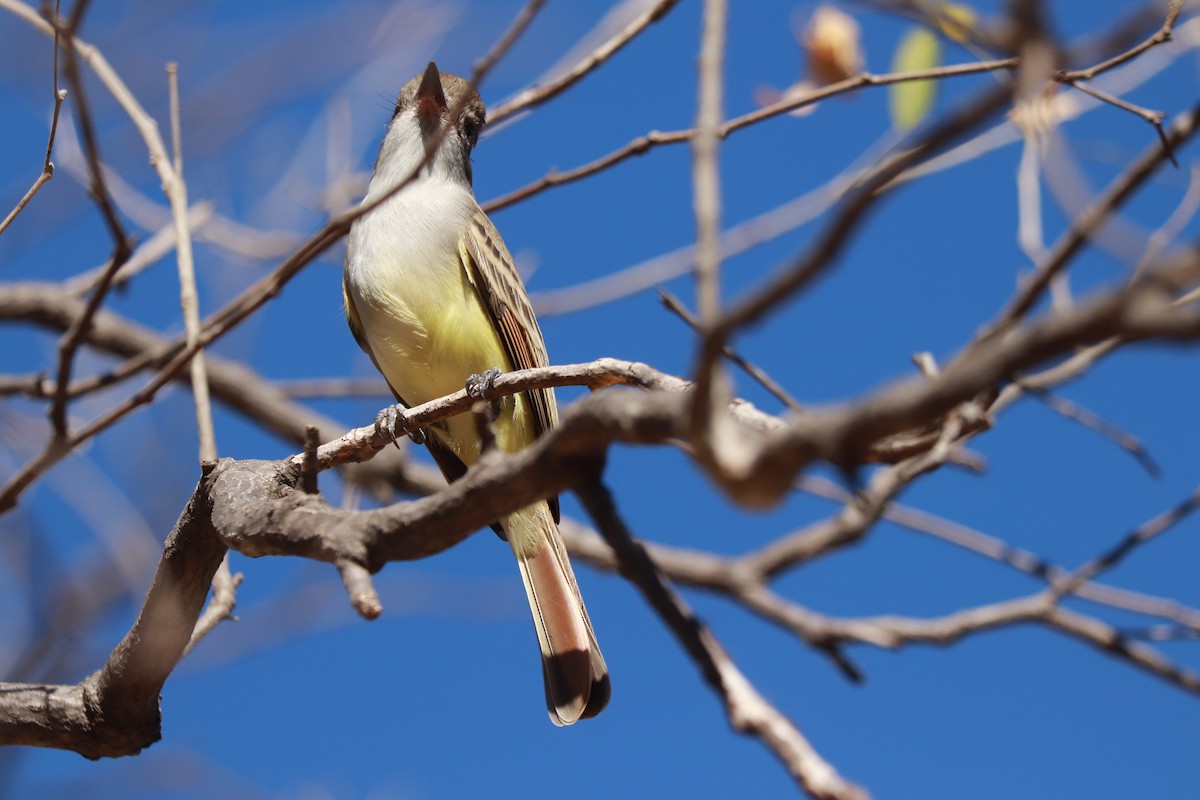 Nutting's Flycatcher - ML612598564