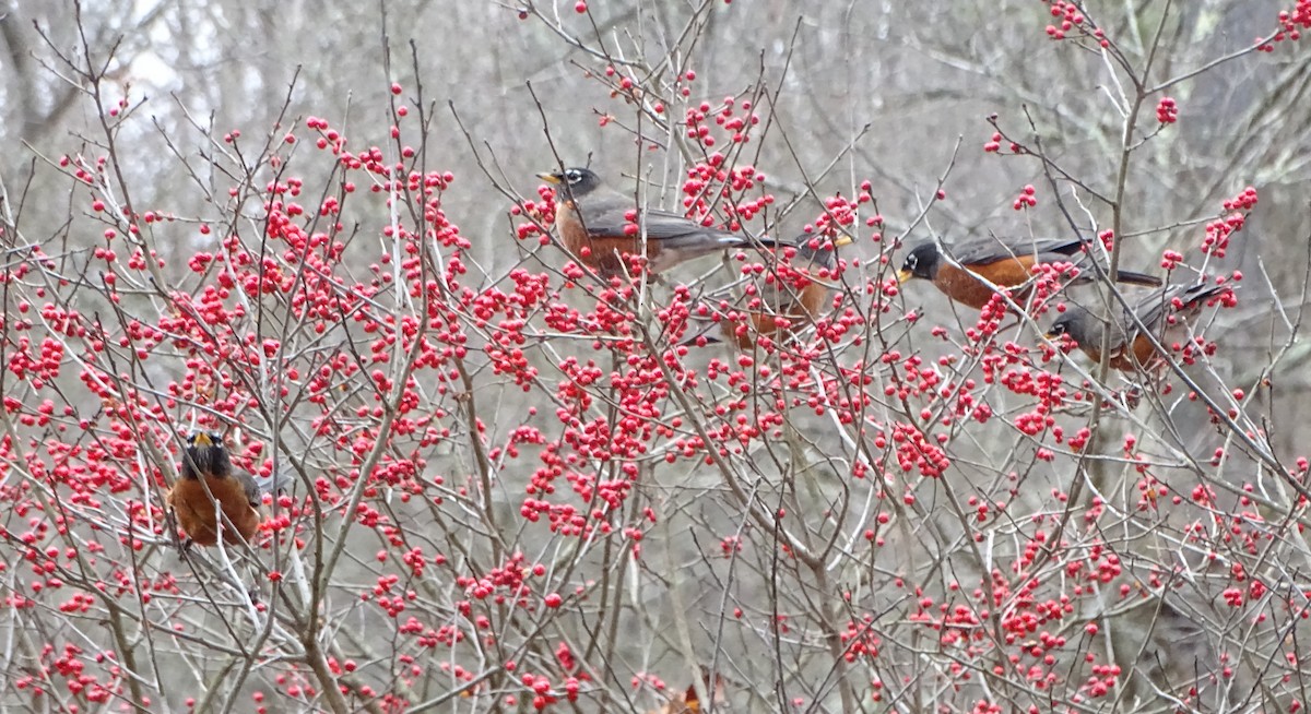 American Robin - ML612598609