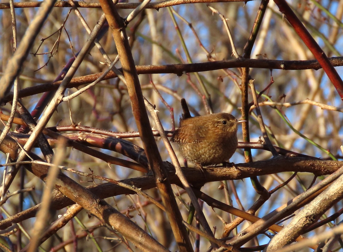 Winter Wren - tom aversa