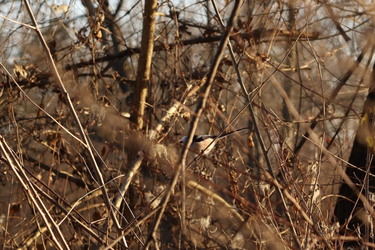 Long-tailed Tit - ML612598710