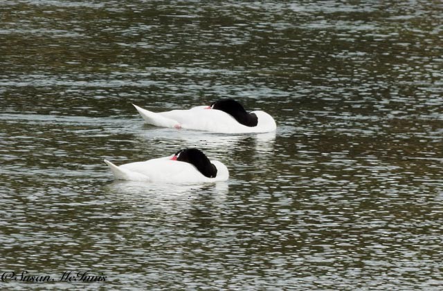 Black-necked Swan - ML612598730