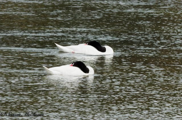 Cygne à cou noir - ML612598730