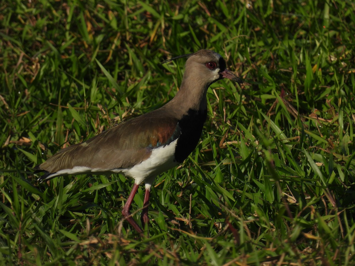 Southern Lapwing - ML612598868