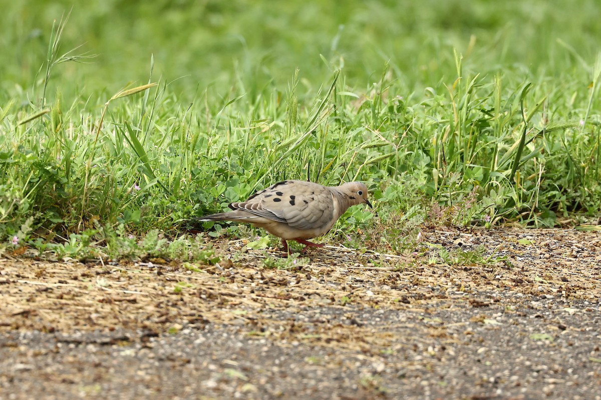 Mourning Dove - ML612598938