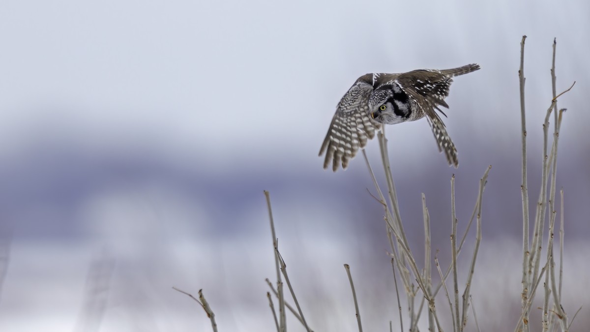 Northern Hawk Owl - Daniel Jauvin