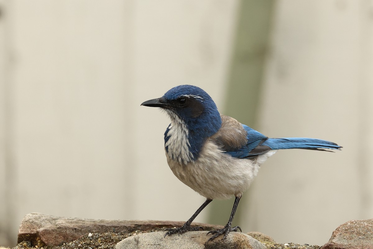 California Scrub-Jay - ML612598958