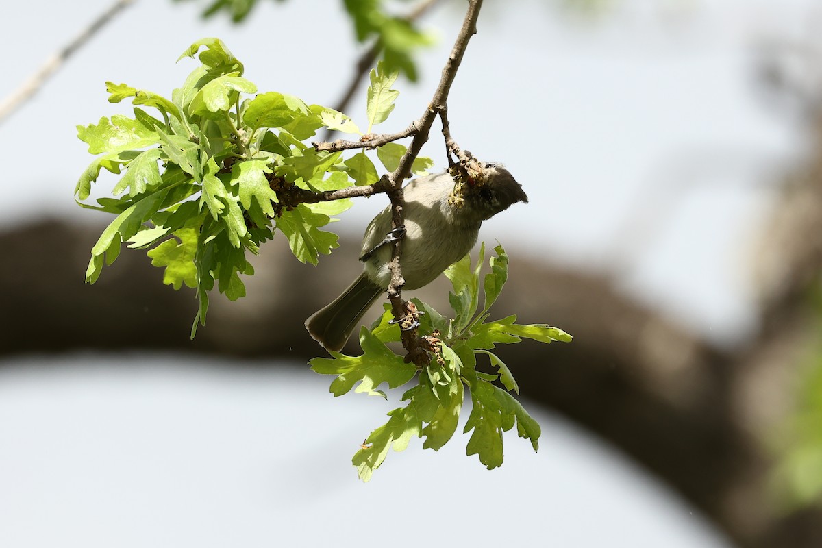 Oak Titmouse - ML612598964