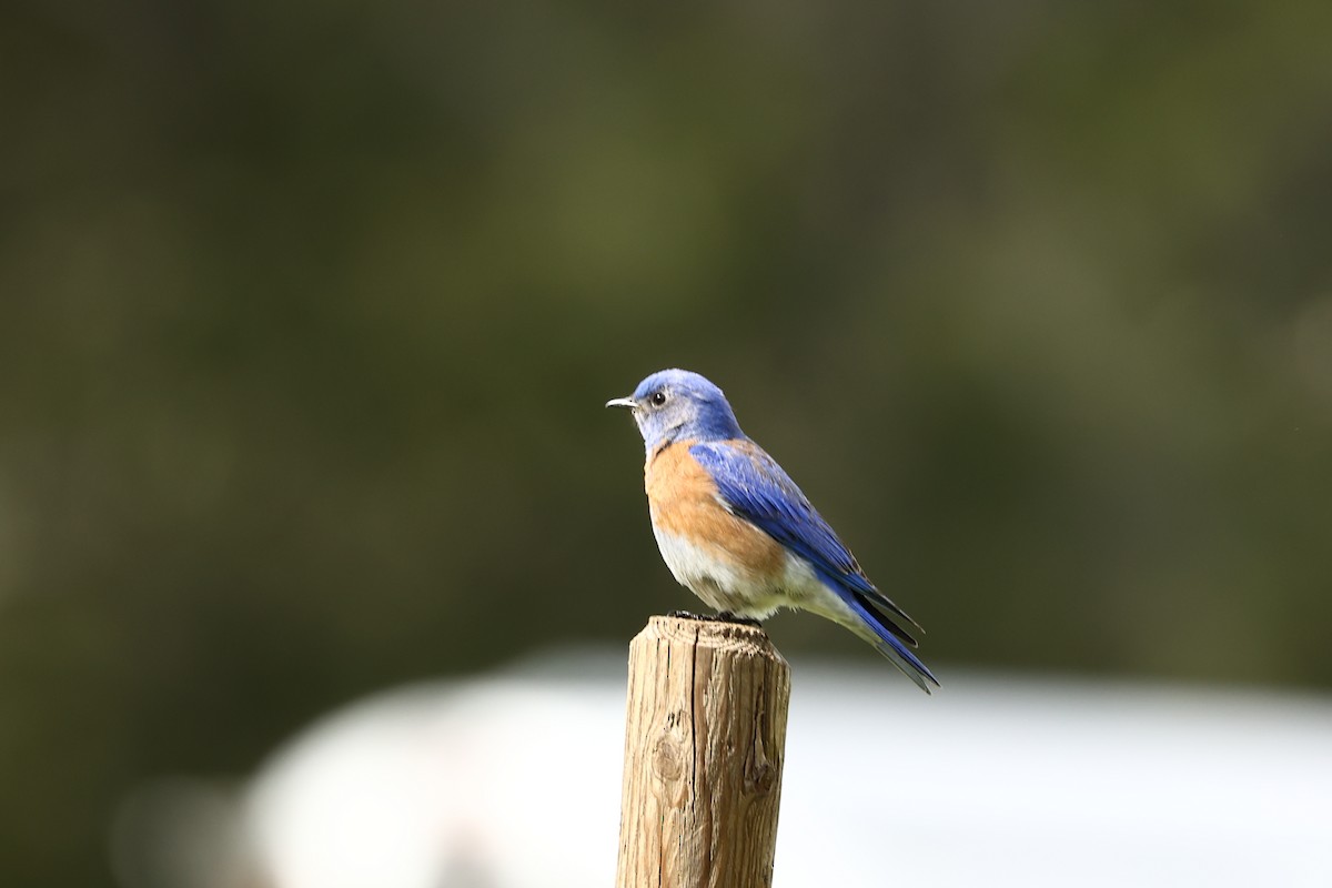 Western Bluebird - ML612598969