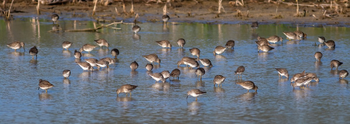 Long-billed Dowitcher - ML612598972