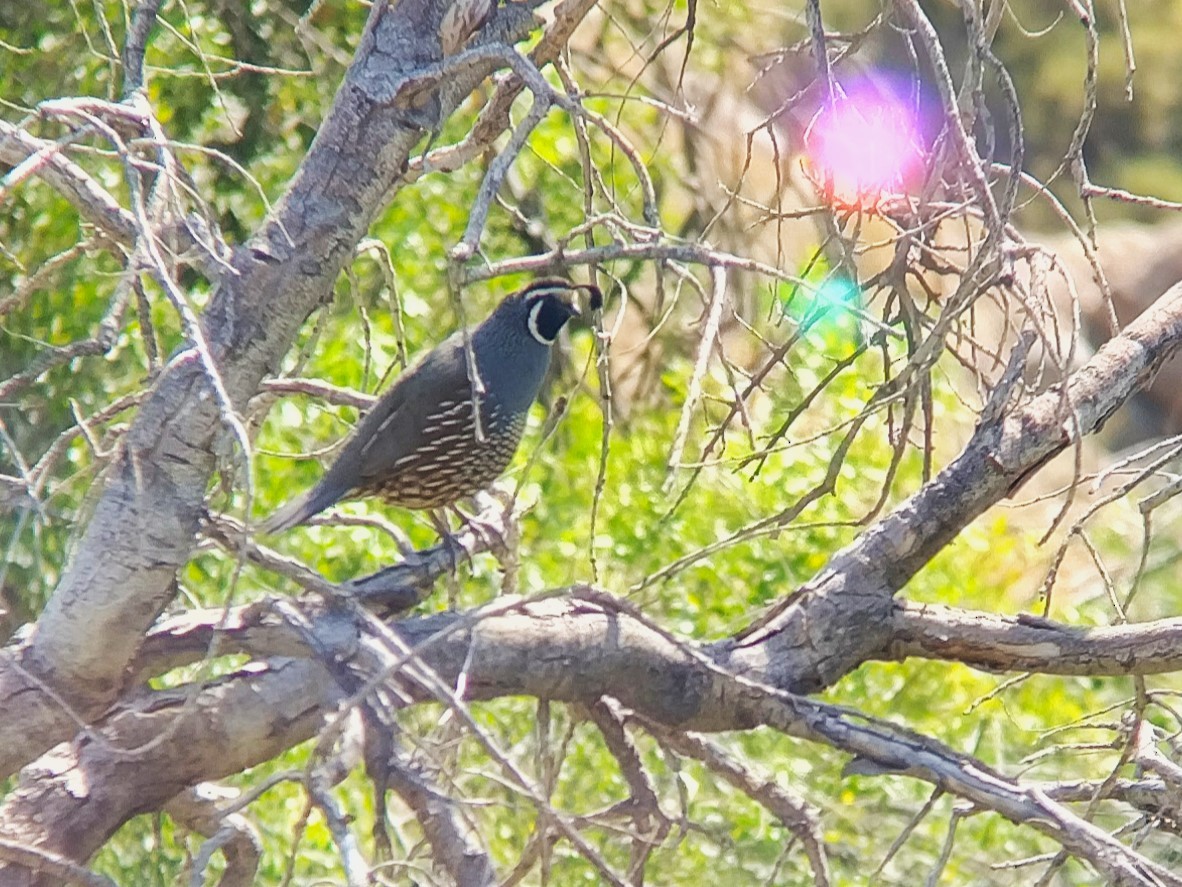 California Quail - ML612599040