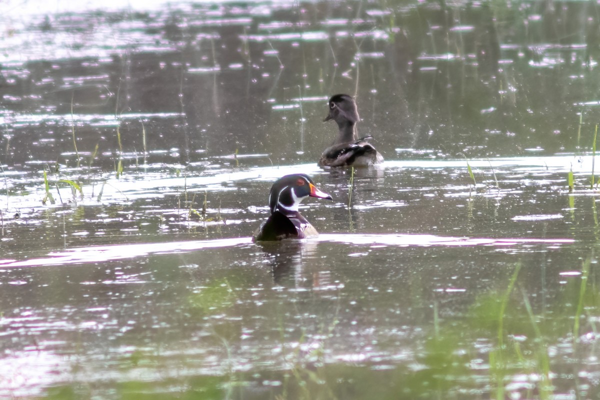 Wood Duck - John C Sullivan