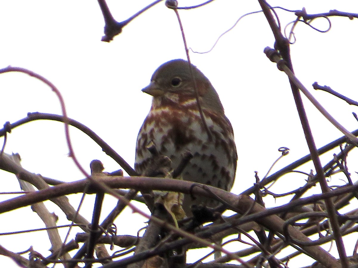 Fox Sparrow - ML612599242