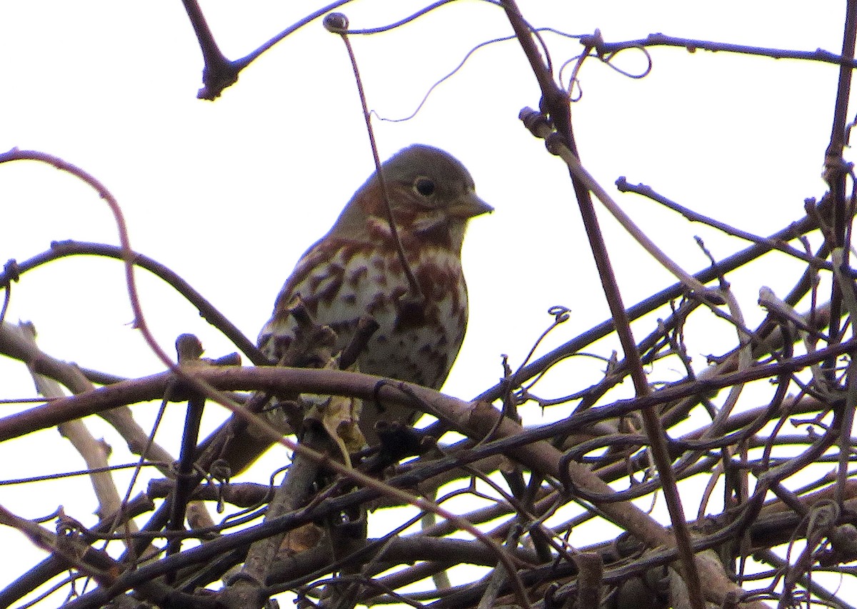 Fox Sparrow - ML612599243