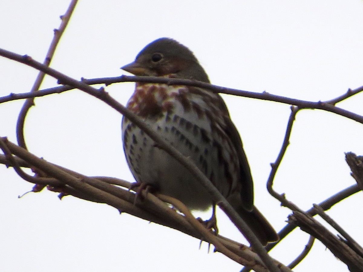 Fox Sparrow - ML612599244