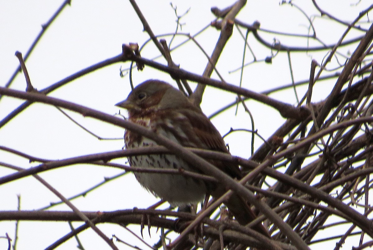 Fox Sparrow - ML612599245