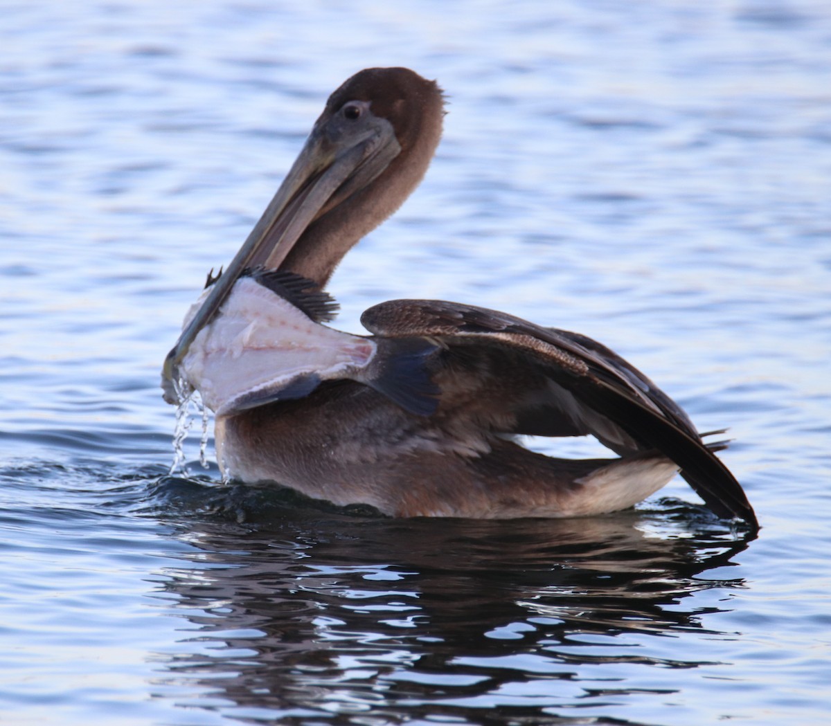 Brown Pelican - ML612599310