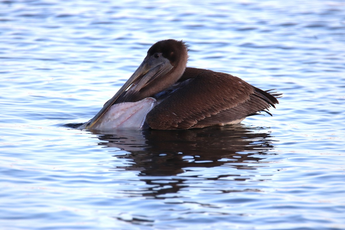 Brown Pelican - ML612599313