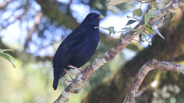 Satin Bowerbird - ML612599395