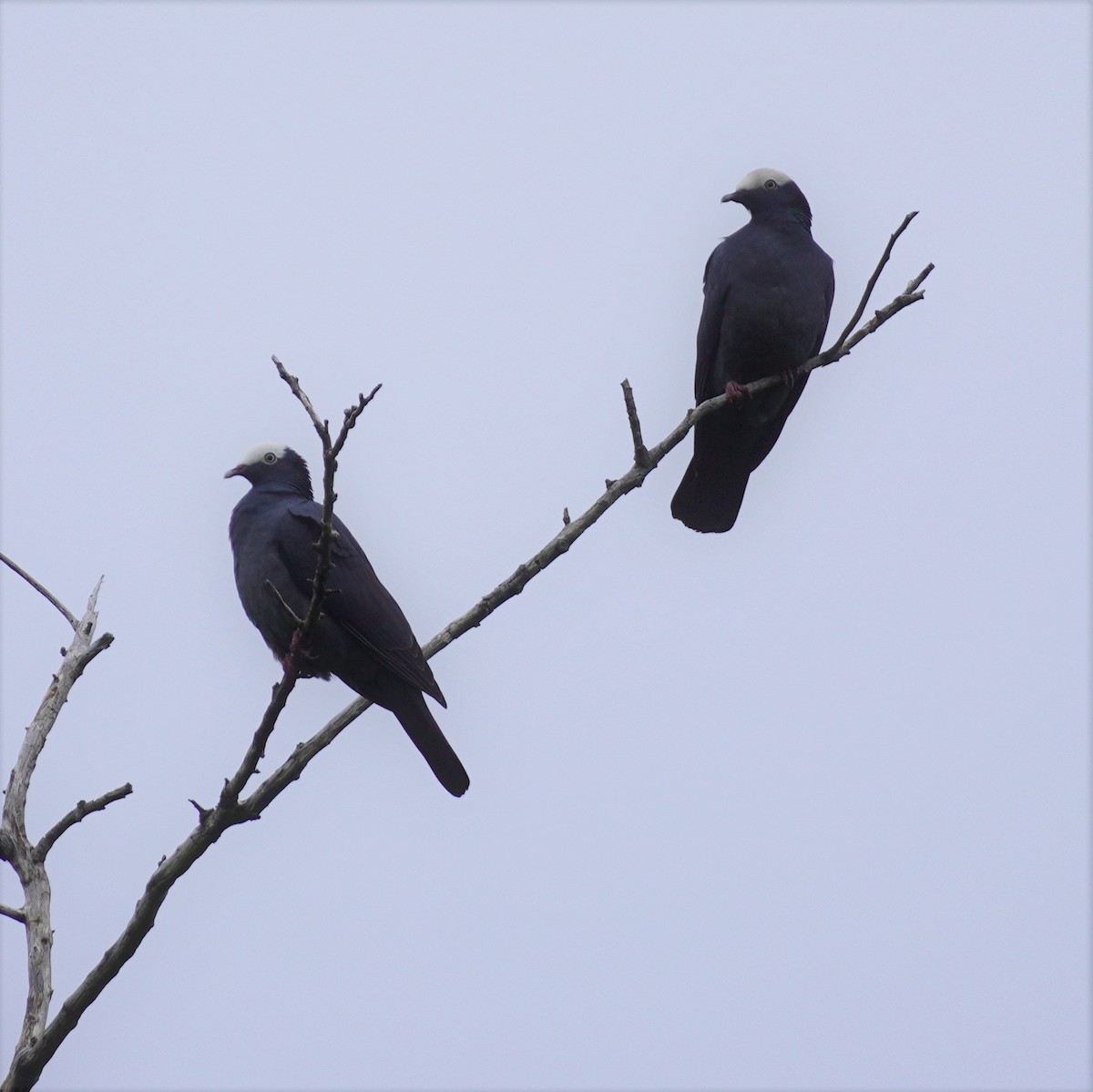 White-crowned Pigeon - ML612599452