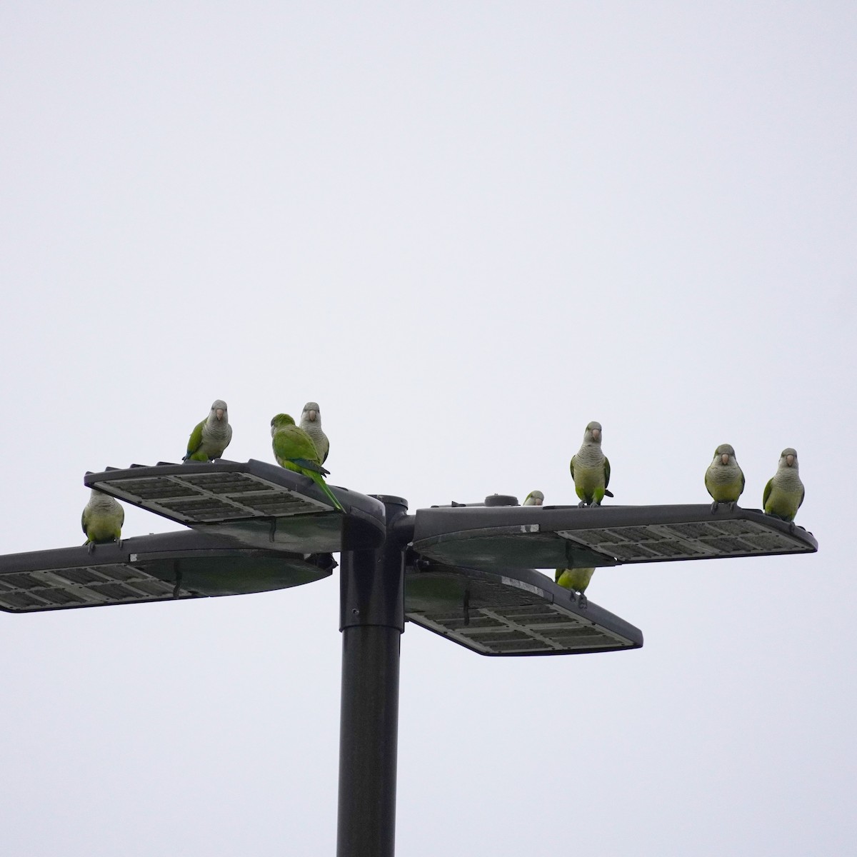 Monk Parakeet - ML612599483