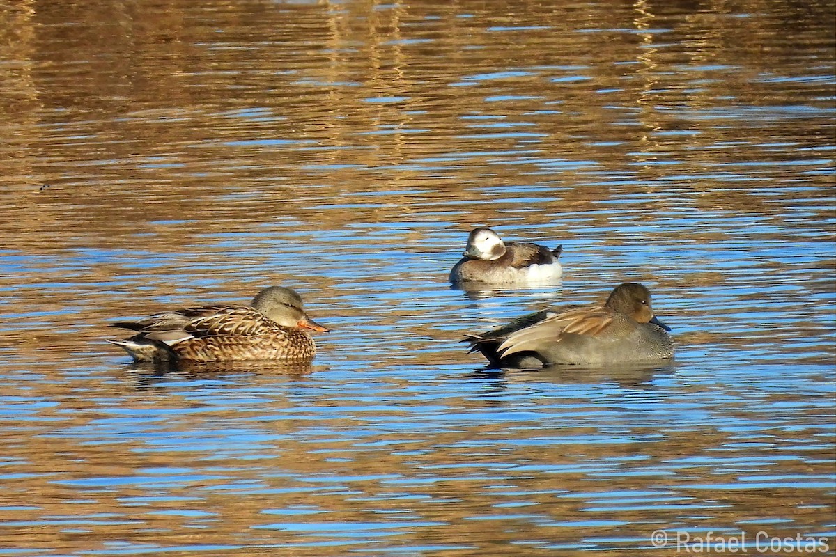 Long-tailed Duck - Rafael Costas