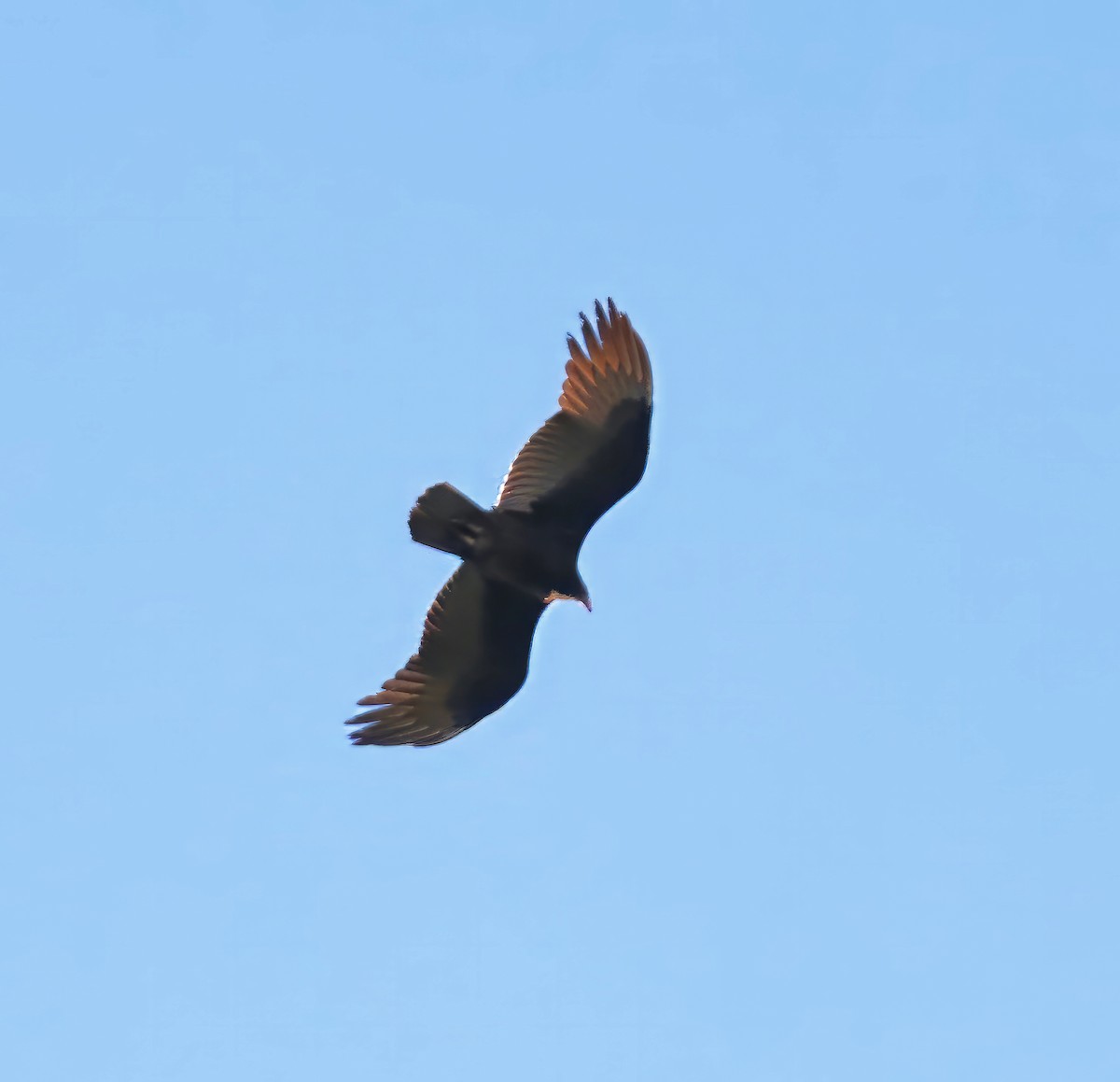 Turkey Vulture - ML612599515