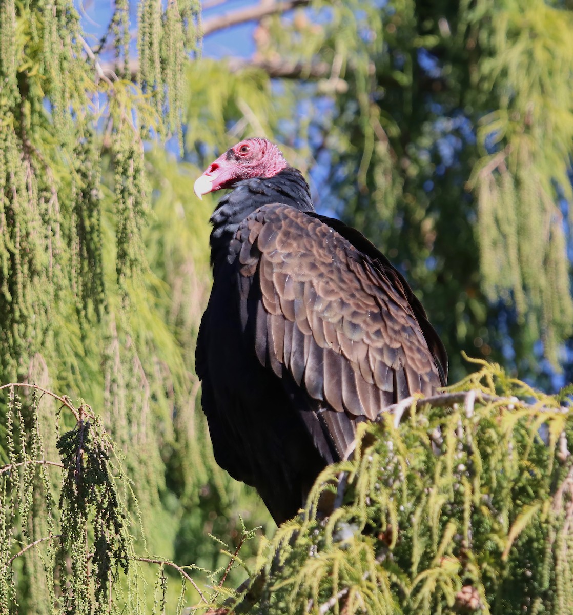 Turkey Vulture - ML612599518