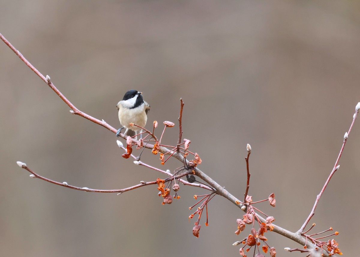 Carolina Chickadee - ML612599551