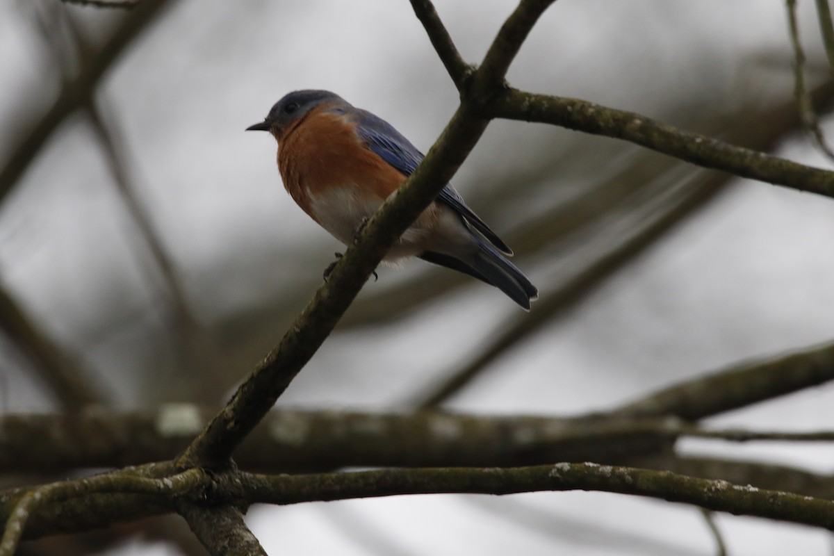 Eastern Bluebird - Samuel Stewart