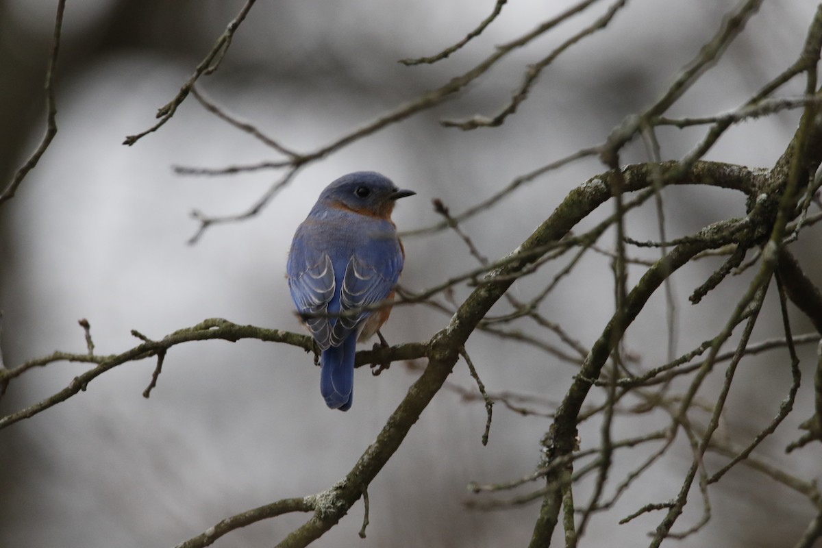 Eastern Bluebird - Samuel Stewart