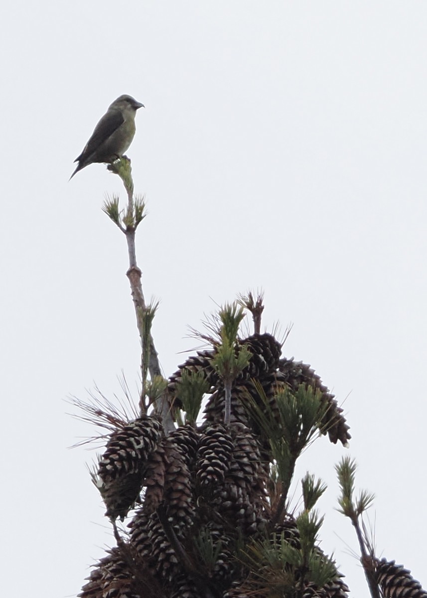 Red Crossbill (Douglas-fir or type 4) - Nora E Hanke