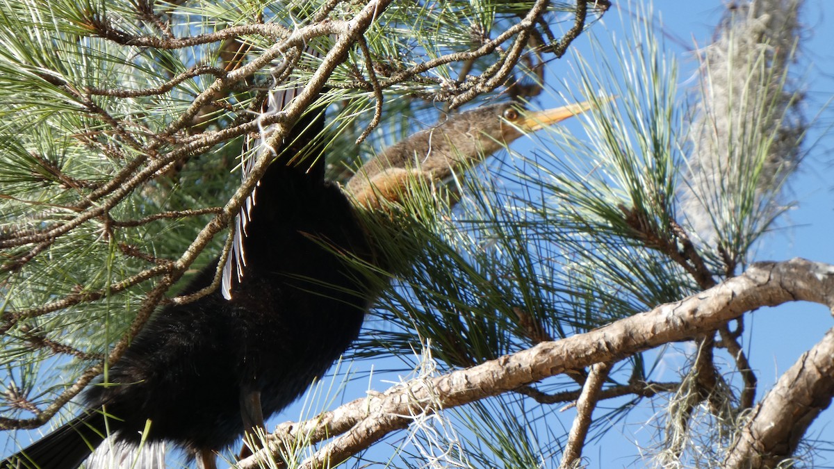 Anhinga - ML612599621