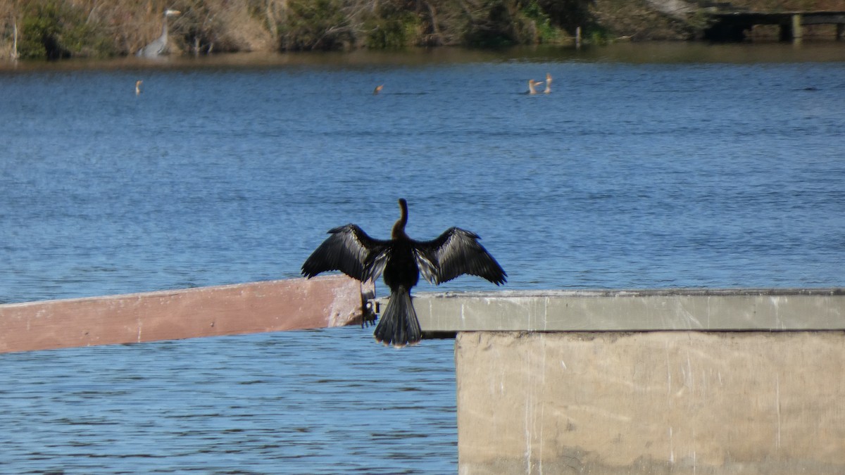 Anhinga - ML612599623
