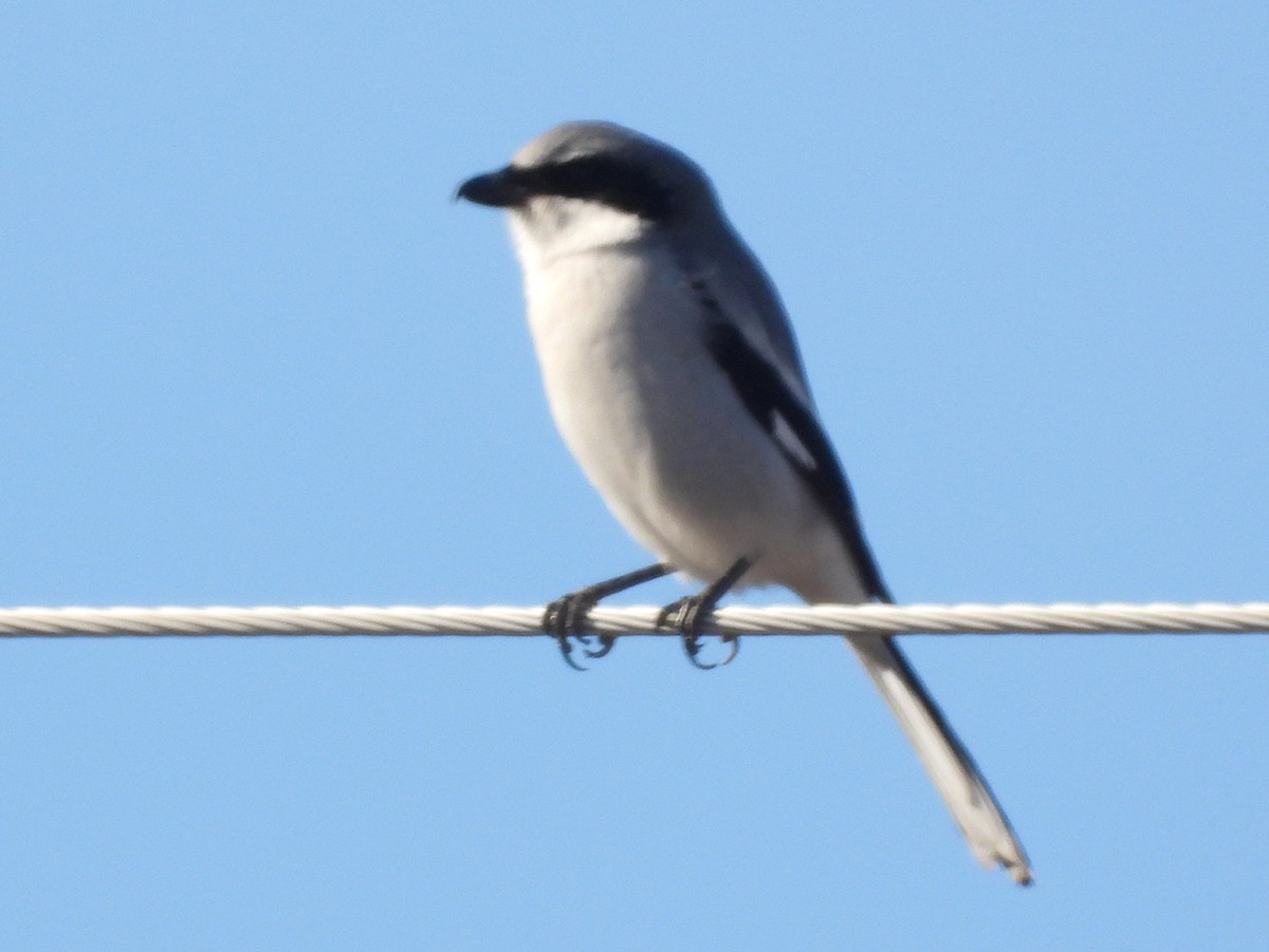 Loggerhead/Northern Shrike - ML612599663