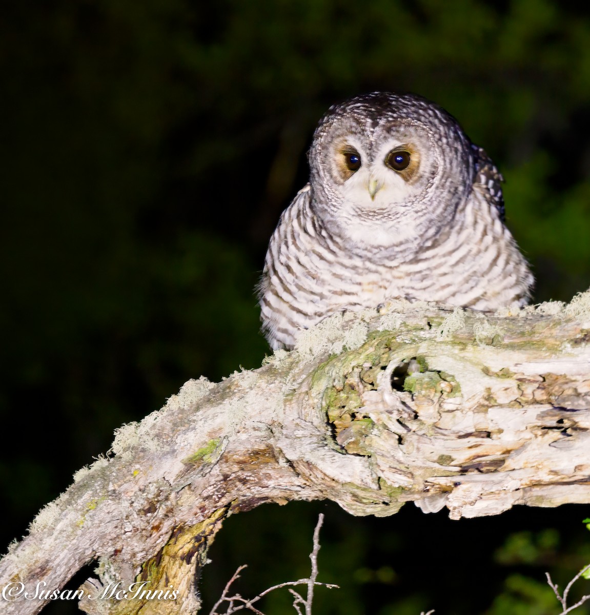 Rufous-legged Owl - Susan Mac