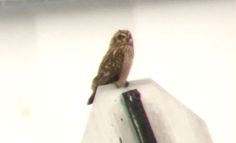 Short-eared Owl - ML612599762